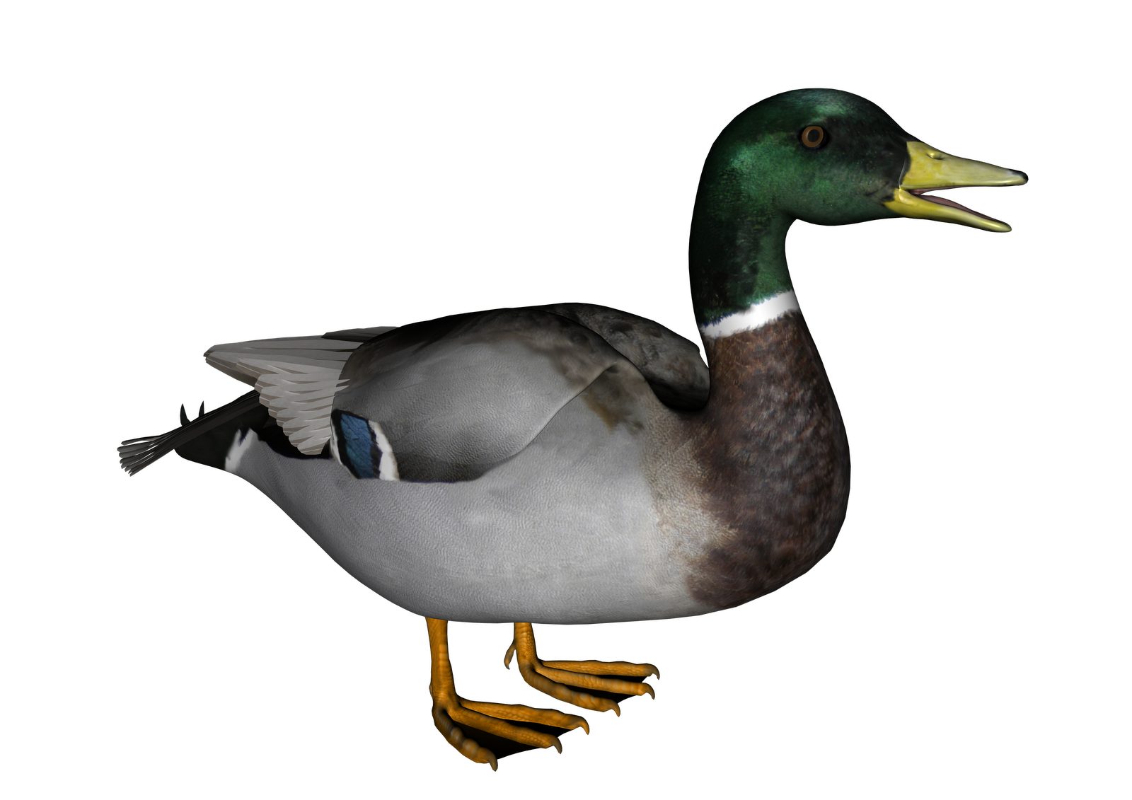 duck.png